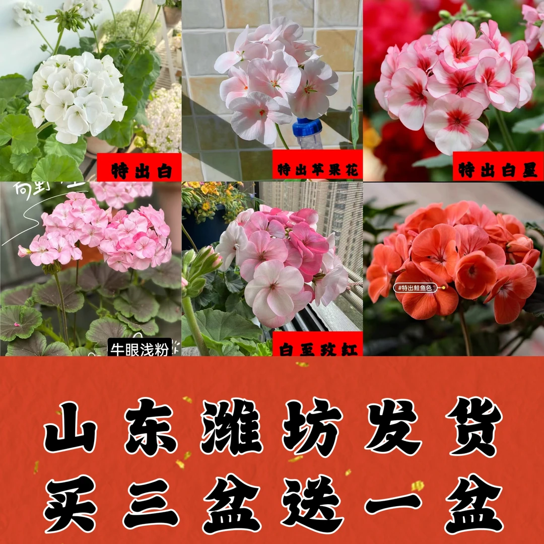 特出系列天竺葵苹果花白至玫红白星牛眼浅粉牛眼鲑红