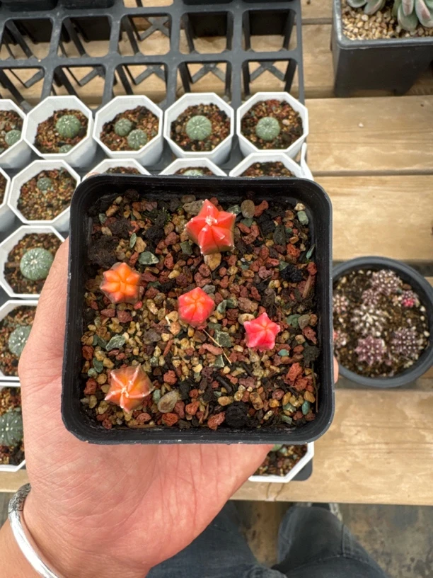 A932，小妖，多肉植物，鸾凤玉 5 颗
