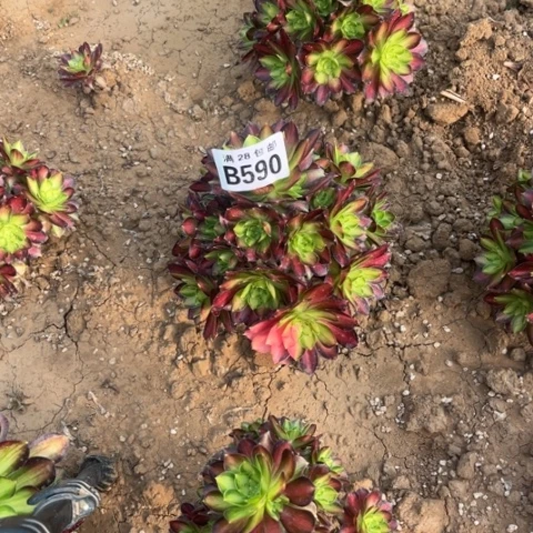 590韶华不包断枝