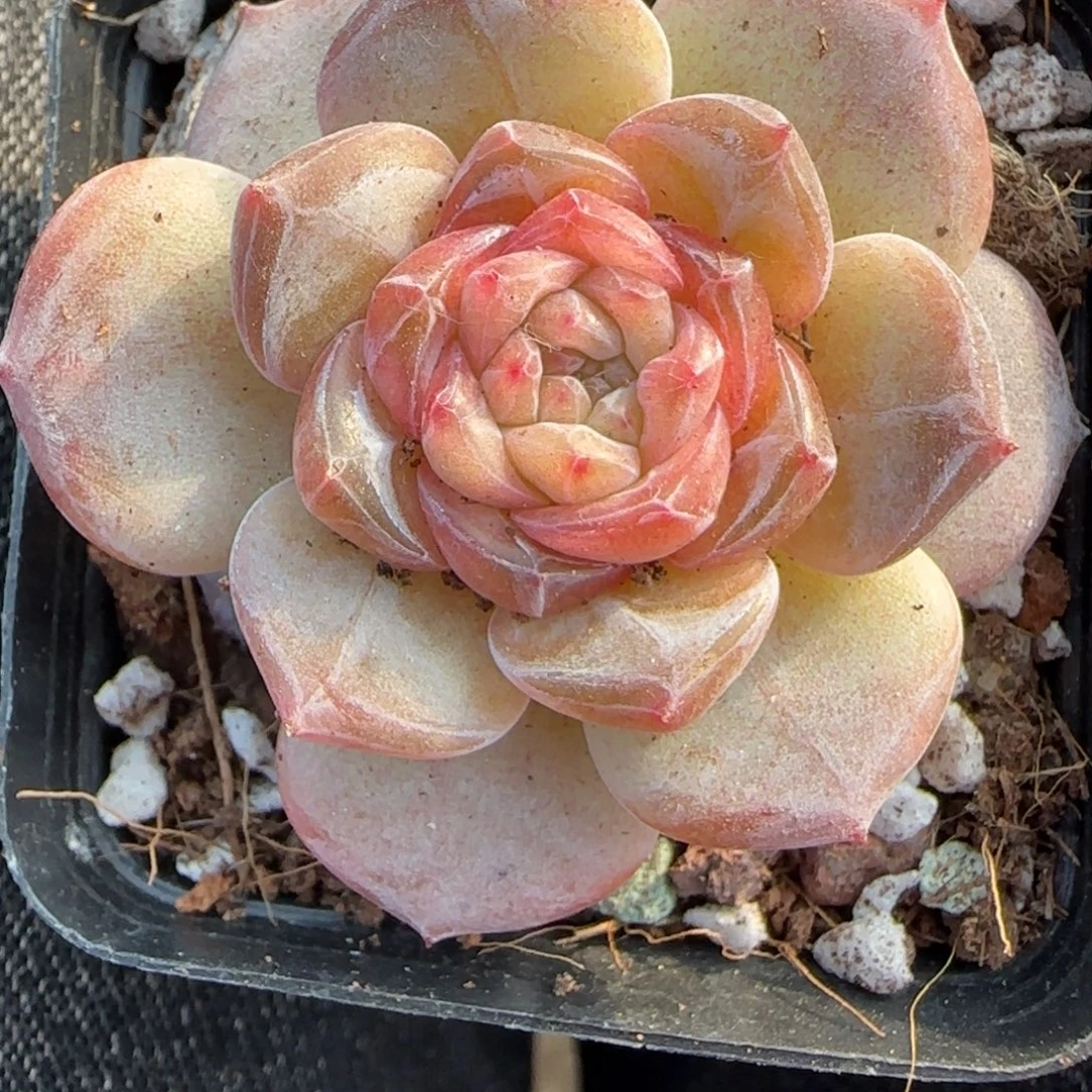 小卡拉米糖心一物一拍