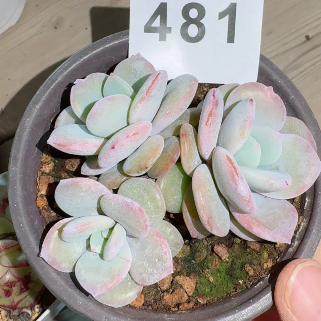 奶茶         精品多肉