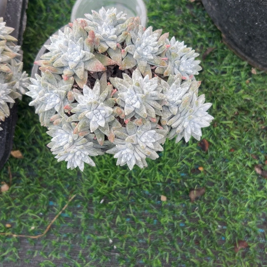 16头宽脸白菊～一物一拍770