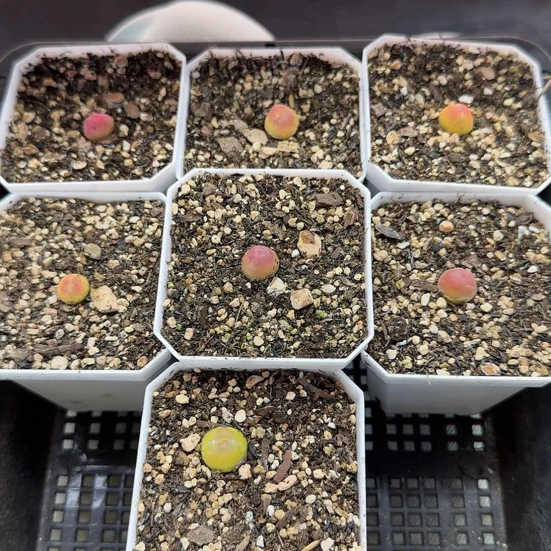 颦*老马生石花拉登2019