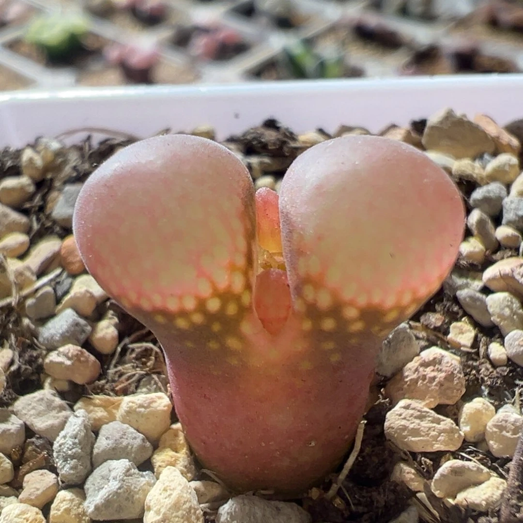 红宝石红风铃 开播福利01