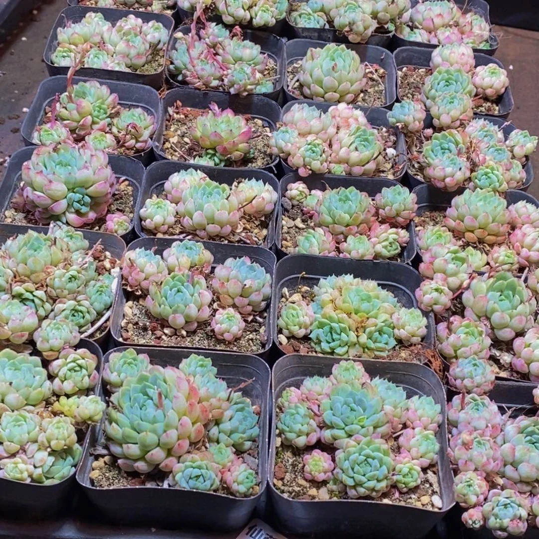037多肉植物保护研究所所长助理