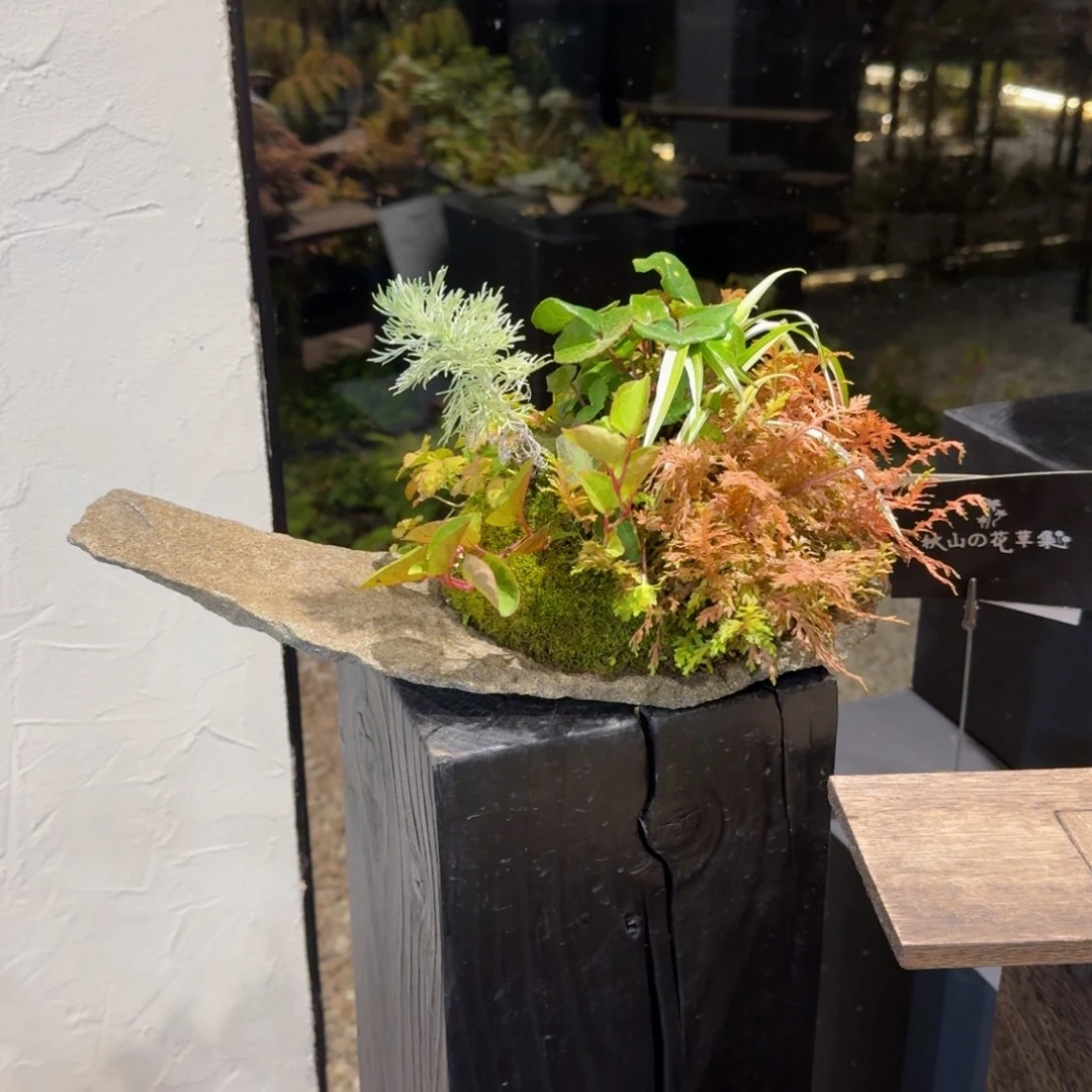 无花朵山野草石片盆