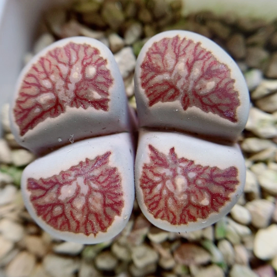 生石花花花花花花219