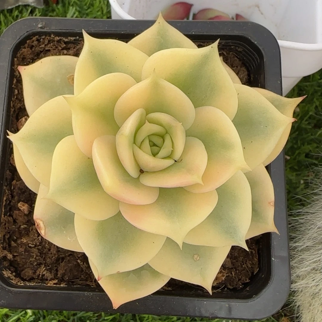 贝加尔湖锦   多肉植物