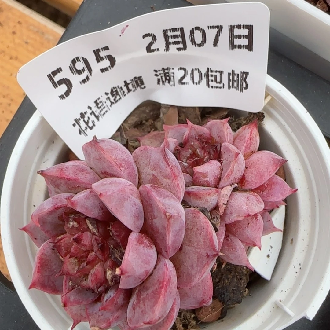 花语逸镜0207-595