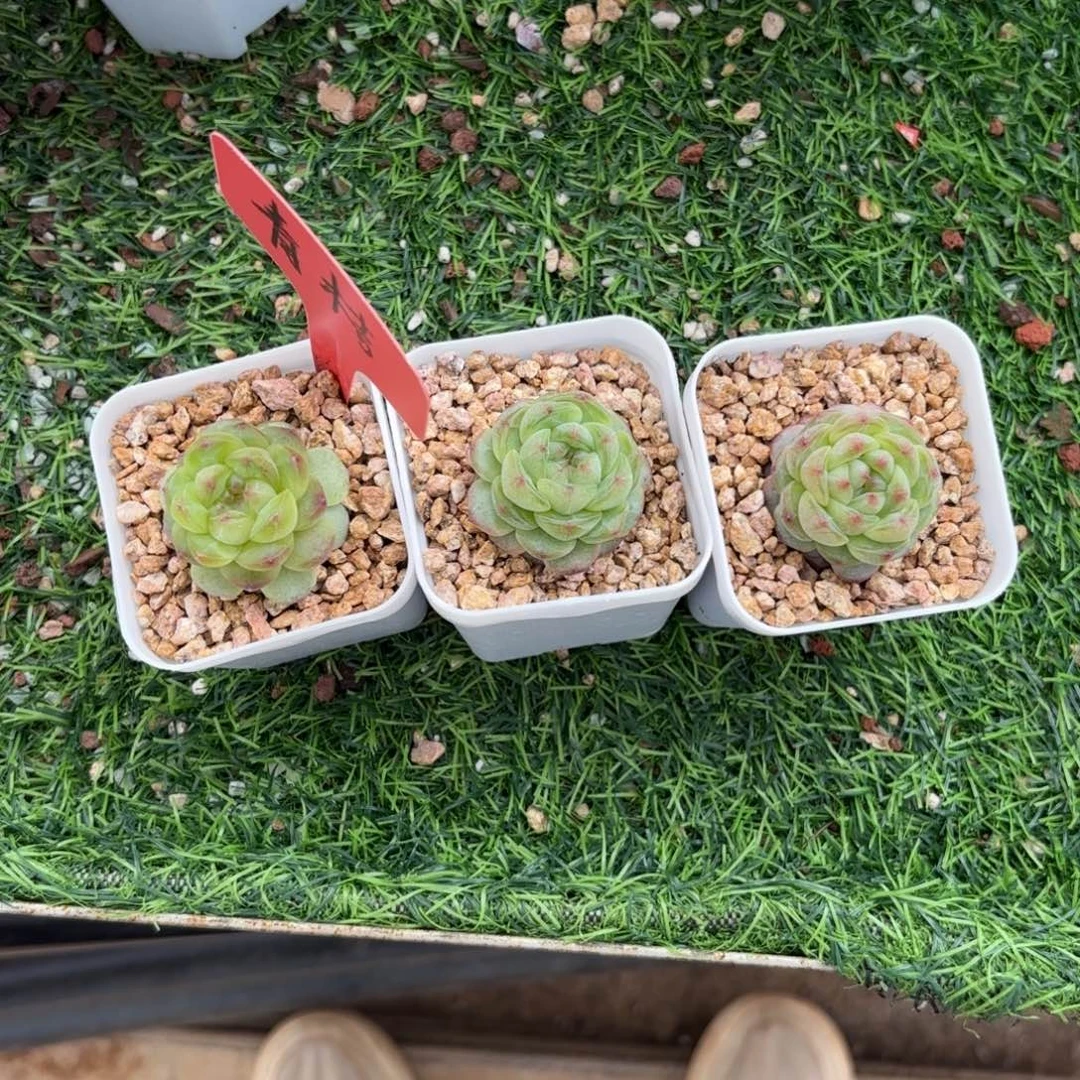 三颗一起脱土周二发货