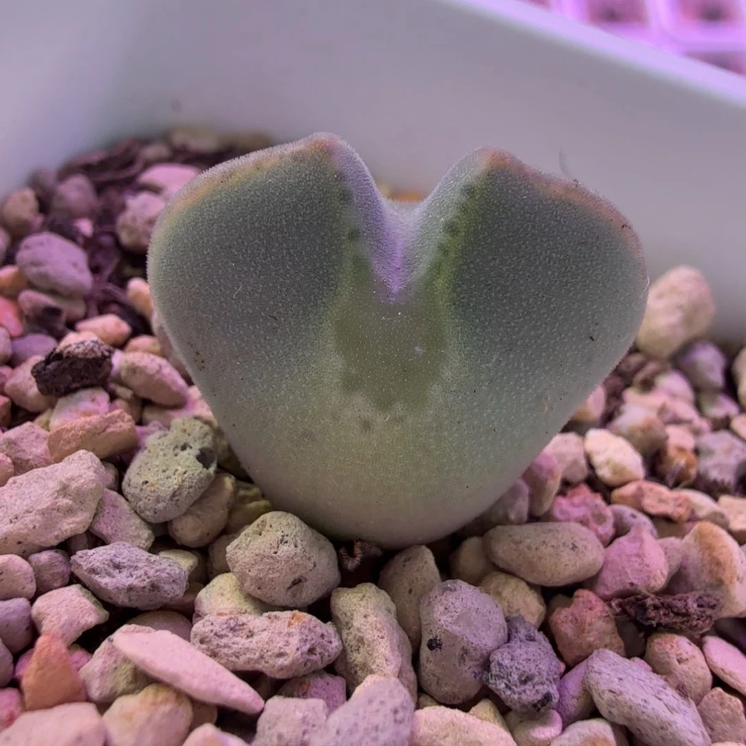 鲤鱼哥大眼睛 11-13-L6。