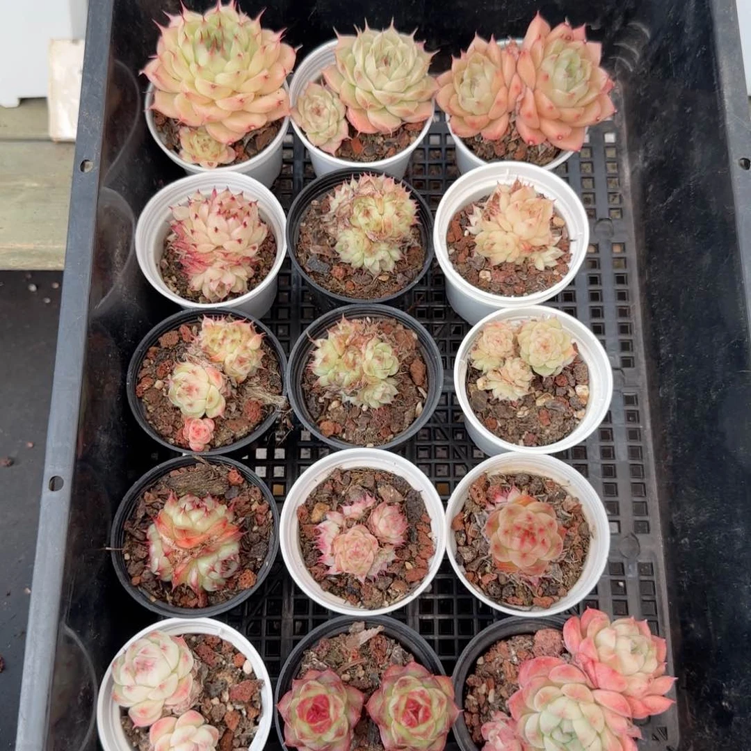 框拍多肉0118-121