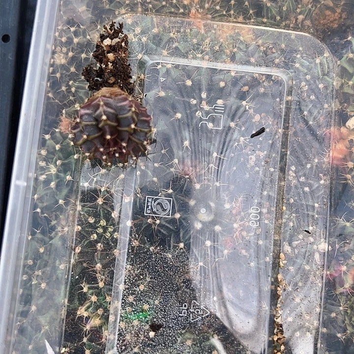 陆***妹当前无花栽培后可以开花745