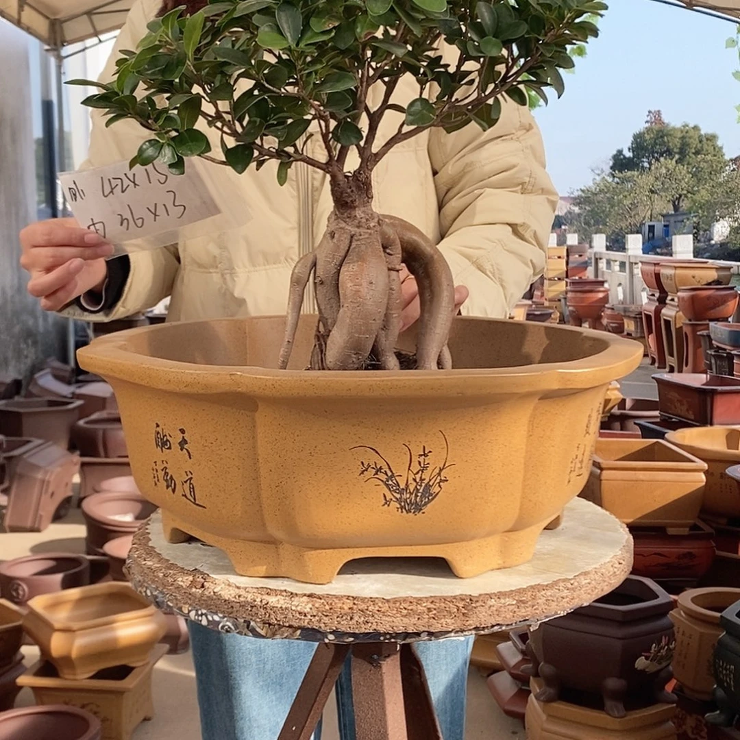 紫砂花盆紫砂花盆