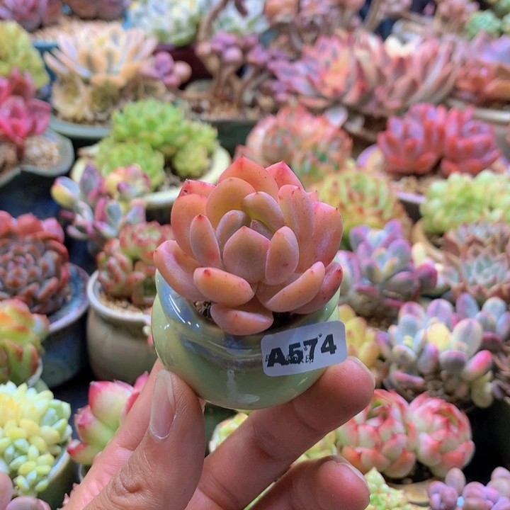 一物一拍含盆土满38包邮A574