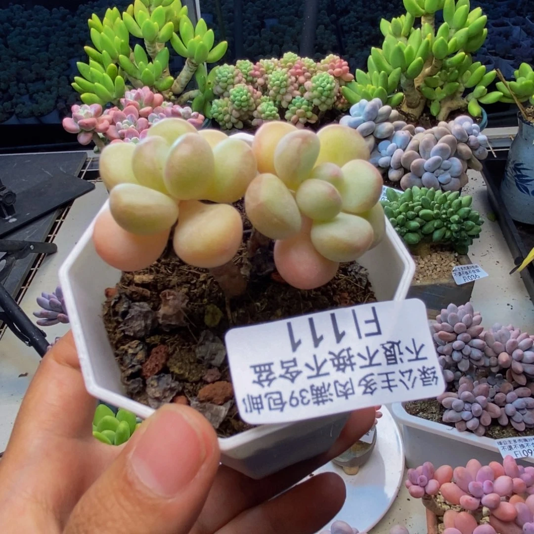 111萤火虫多肉4c m
