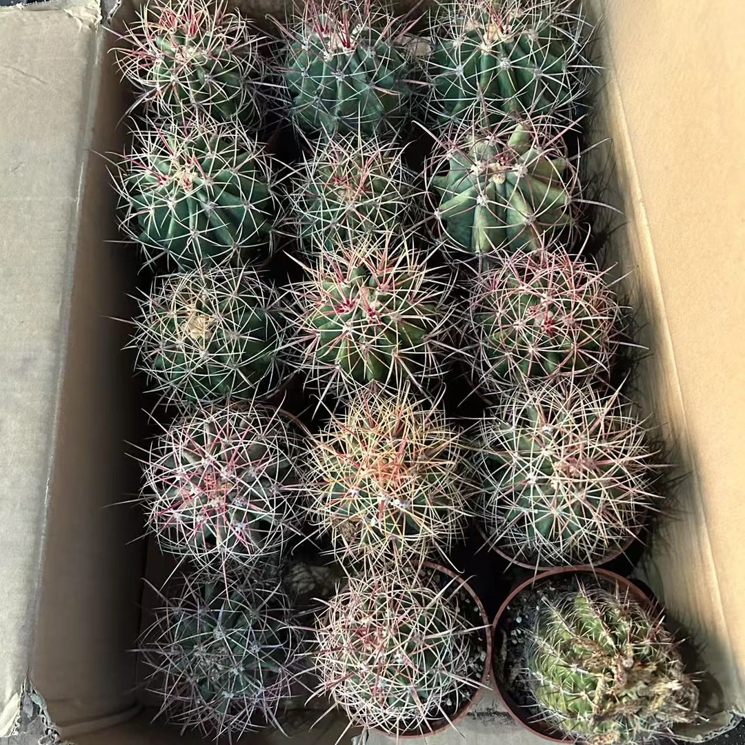 赤冠龙含刺10cm左右   仙人球夏型种绿植盆栽桌面阳台办公室摆件