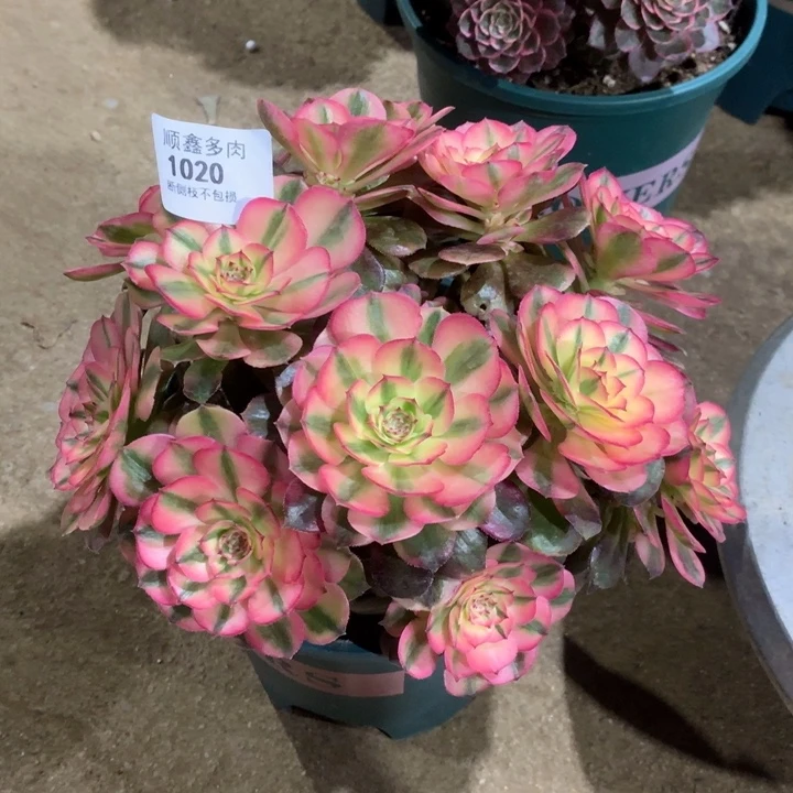 1020荔枝多肉植物