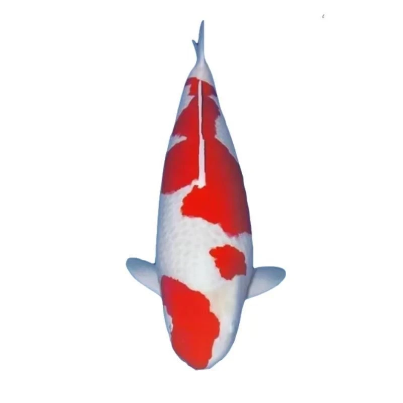 冷水锦鲤观赏鱼纯种活鱼好养耐活淡水红白大正昭和精品锦鲤鱼苗