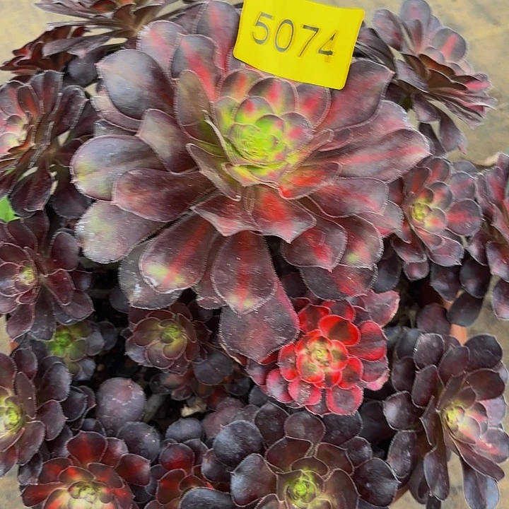 多肉植物福利5074个