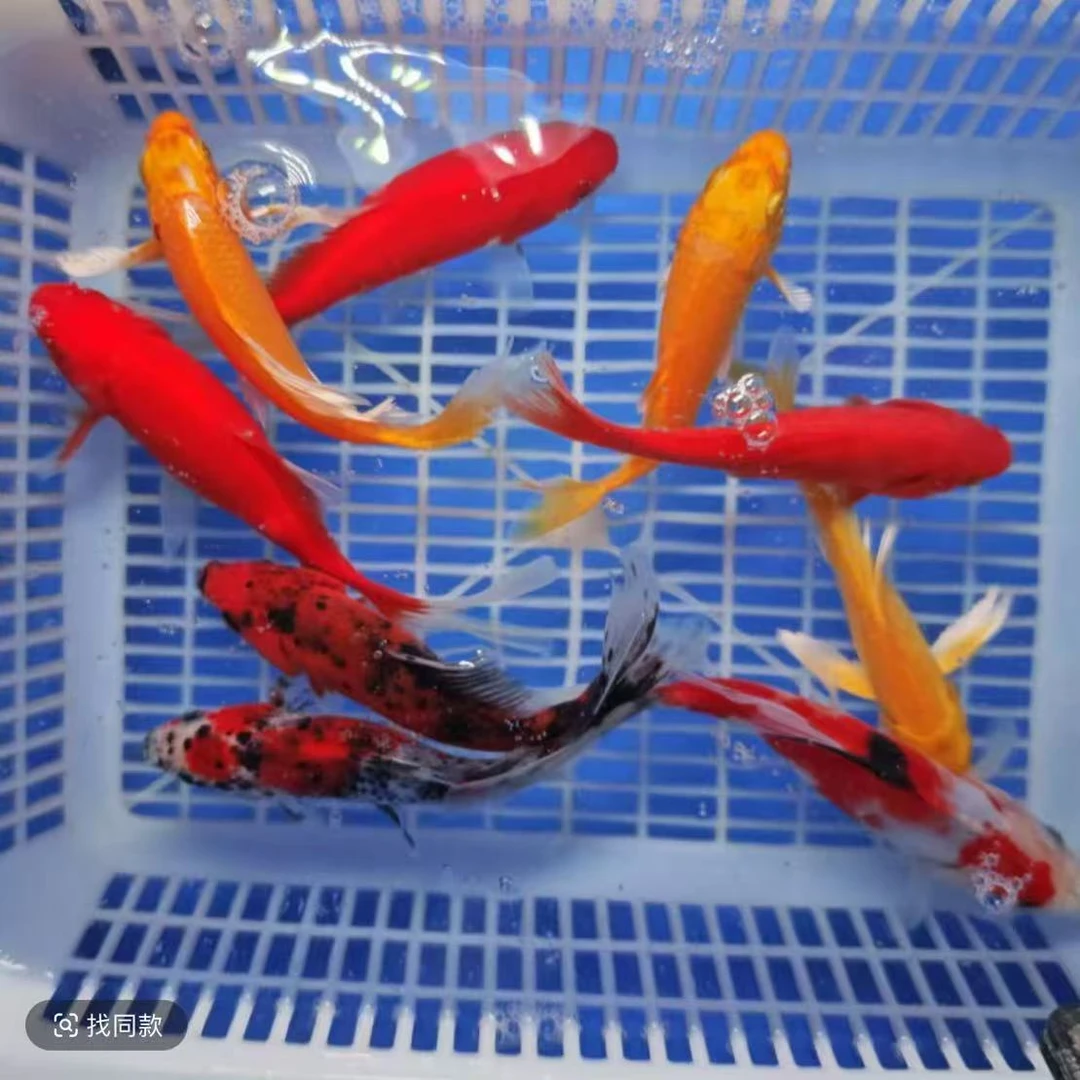 1号开播福利【3红2红白草7-10公分】冷水观赏鱼包邮