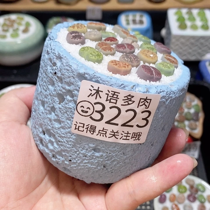 精美盆栽 一物一拍 3223