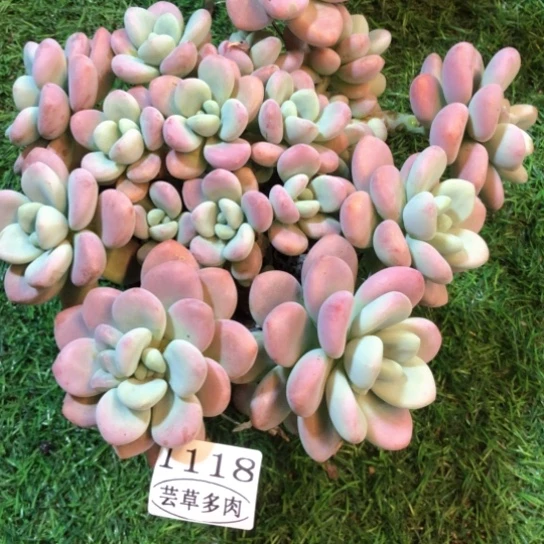 红洛神，1118，一物一拍