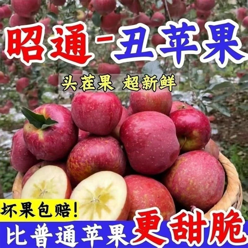 25年云南昭通丑苹果新鲜现摘现发脆甜多汁坏多包赔.