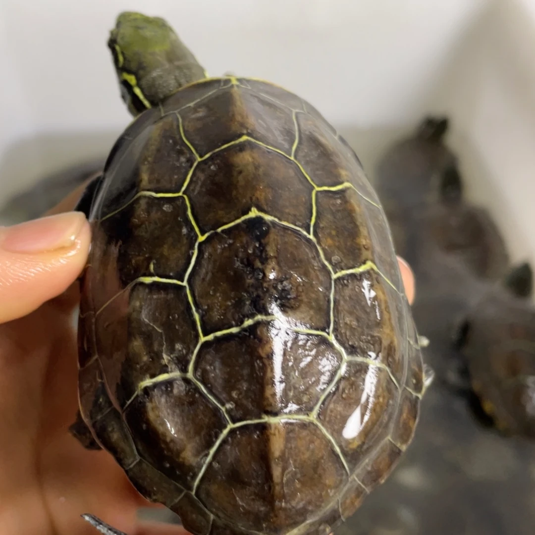 苏北金线冷水草龟