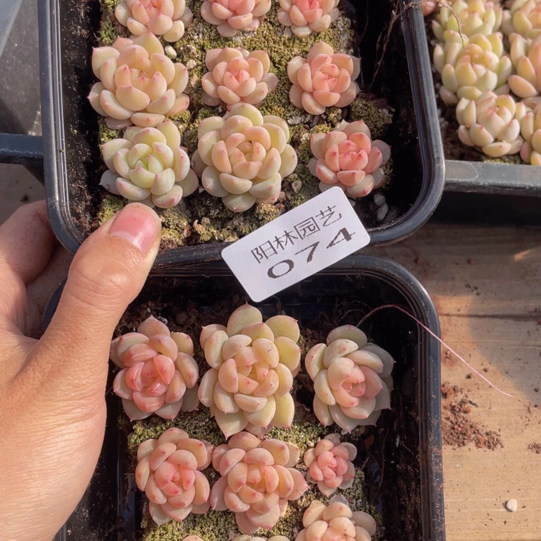 B*i多肉植物多肉植物74