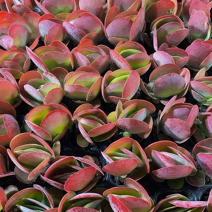 小唐印1元带土发货