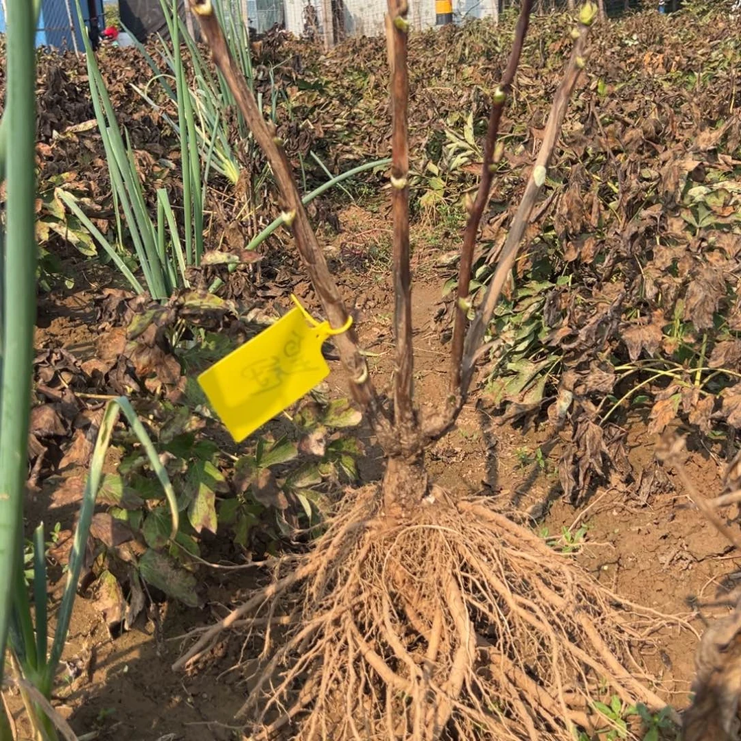 当前无花栽培后可以开花