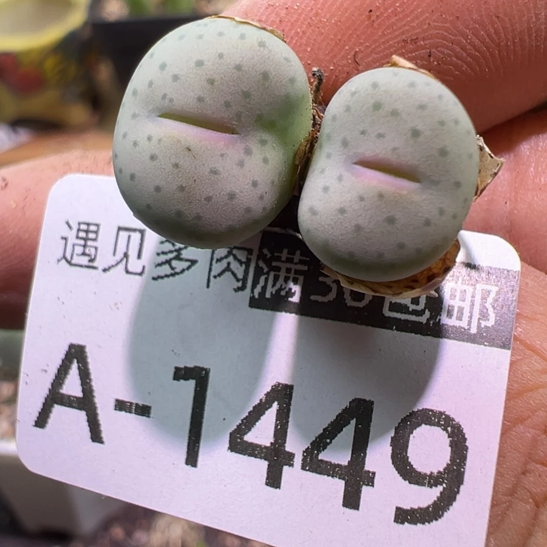 多肉植物11111111111