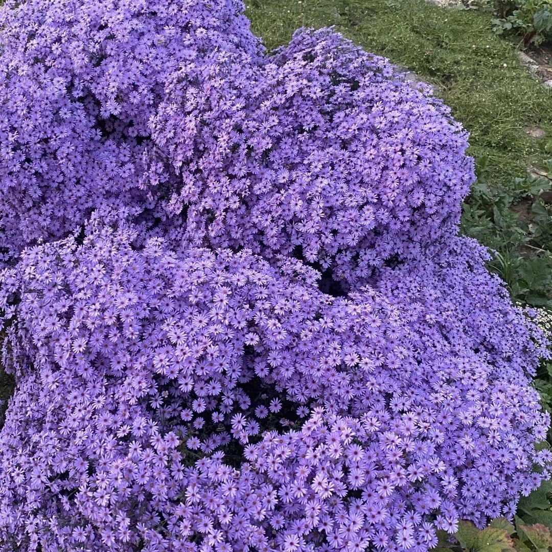 荷兰菊小卡罗紫菀宿根盆栽易爆花庭院阳台花园多年生耐寒花境植物