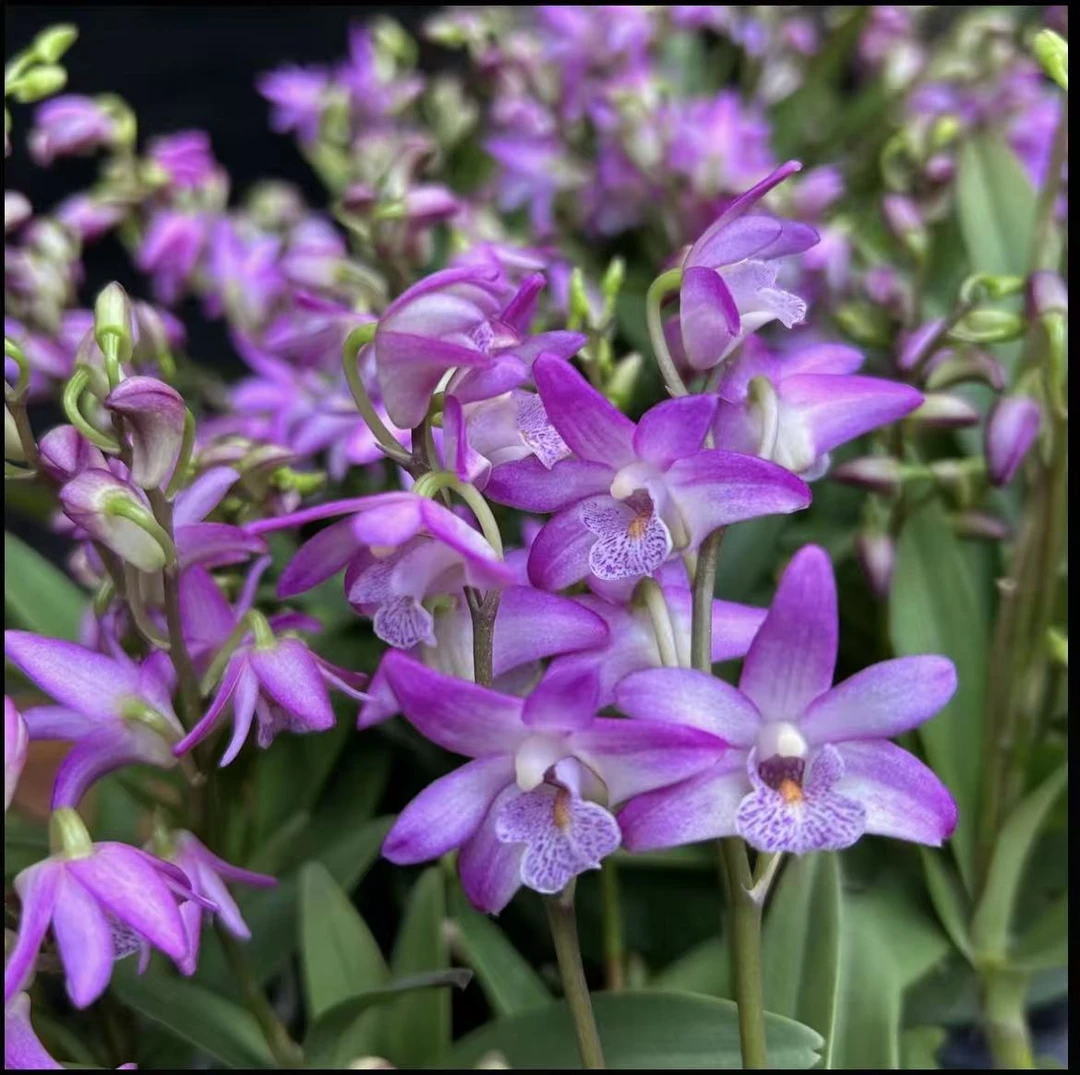 澳洲香水石斛兰浓香型水培土培室内好养花卉盆栽花期很长阳台花卉