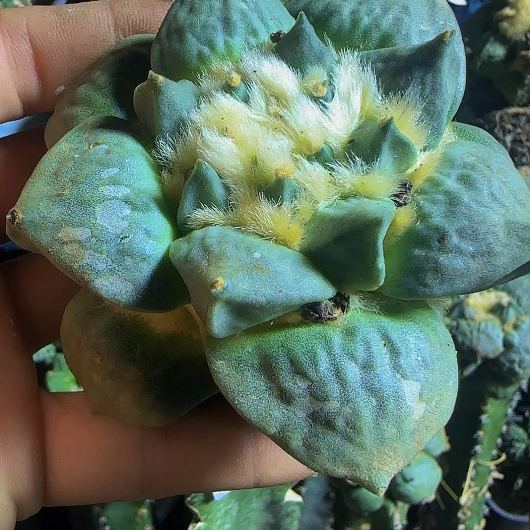 牛舌怒038仙人球开花