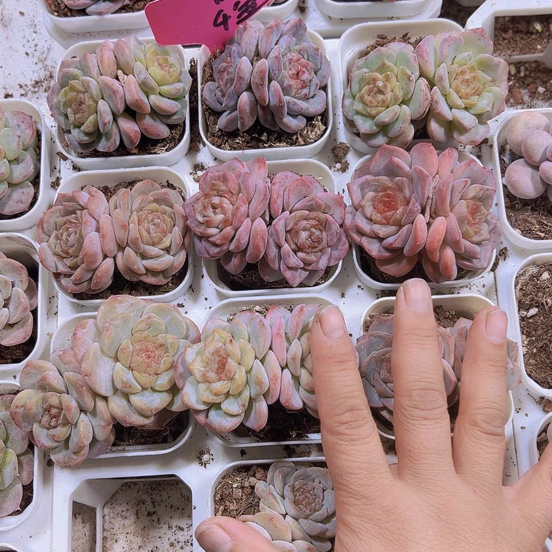 双头七彩冰魄2盆19包邮