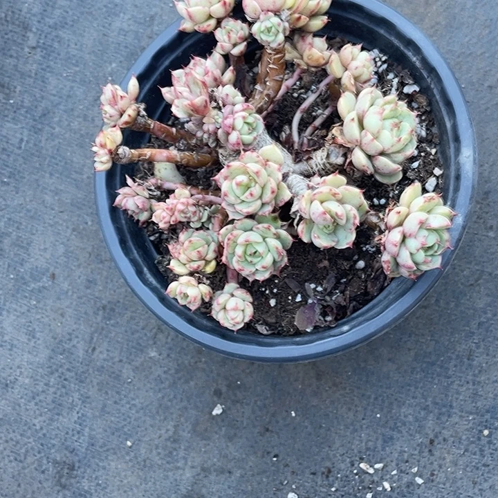 小***妹苯巴蒂斯小老桩带盆