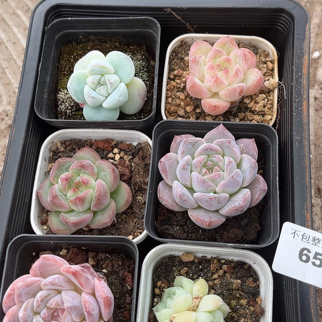 阿雅园艺。       654