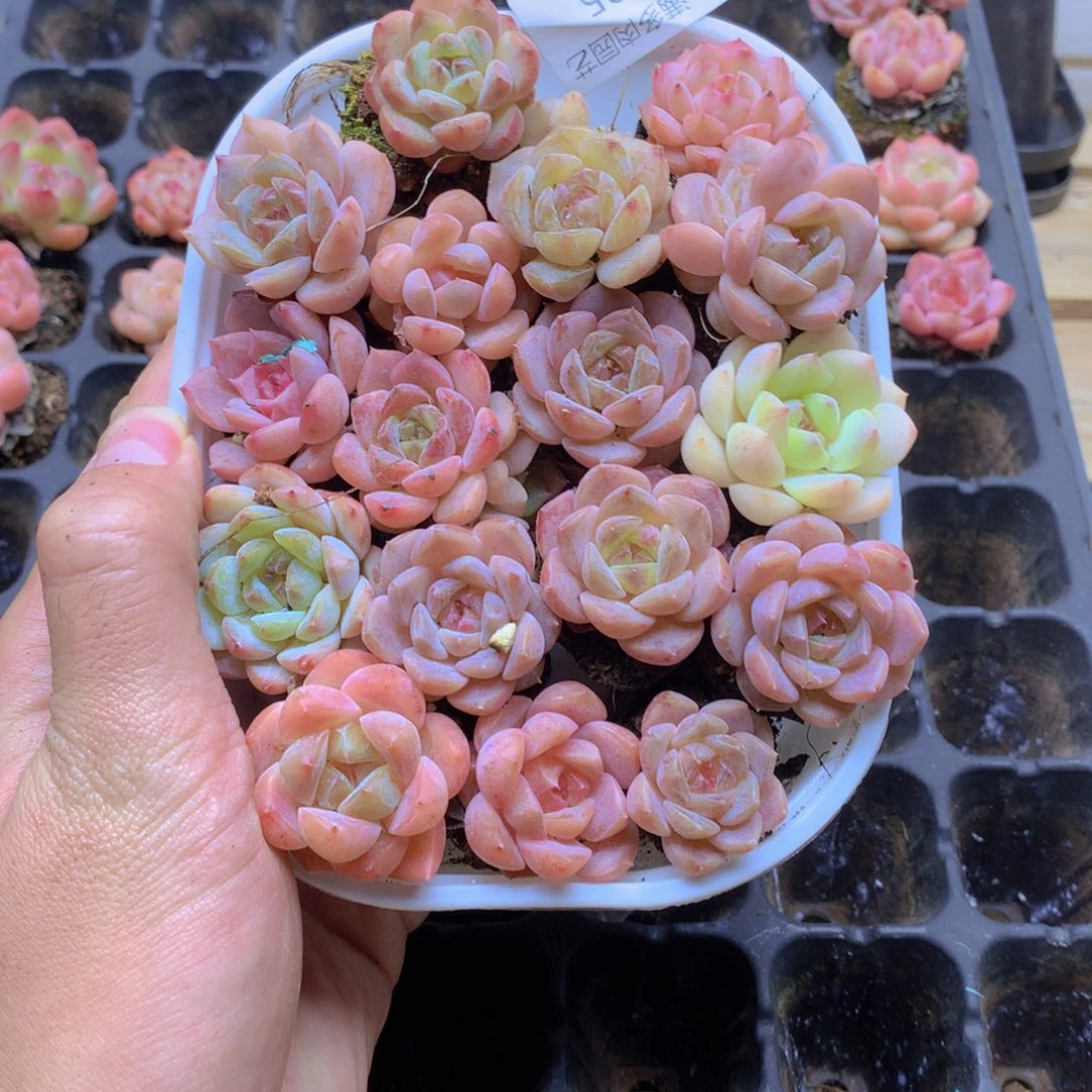 我要去看你了啊我0005