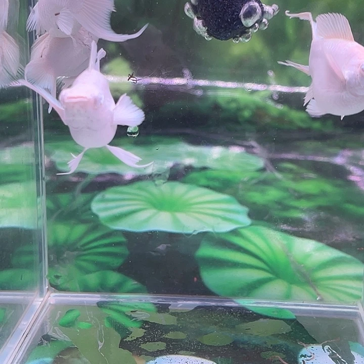 海水鱼瓷白粉钻一对