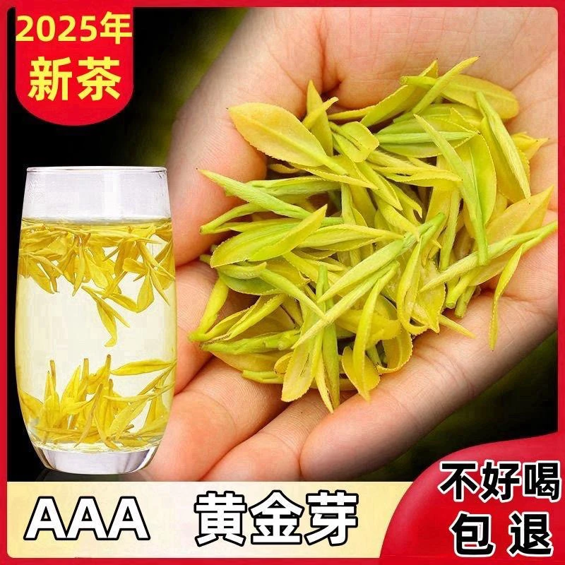 2025新茶奶白黄金芽原产地安吉支持免费试喝