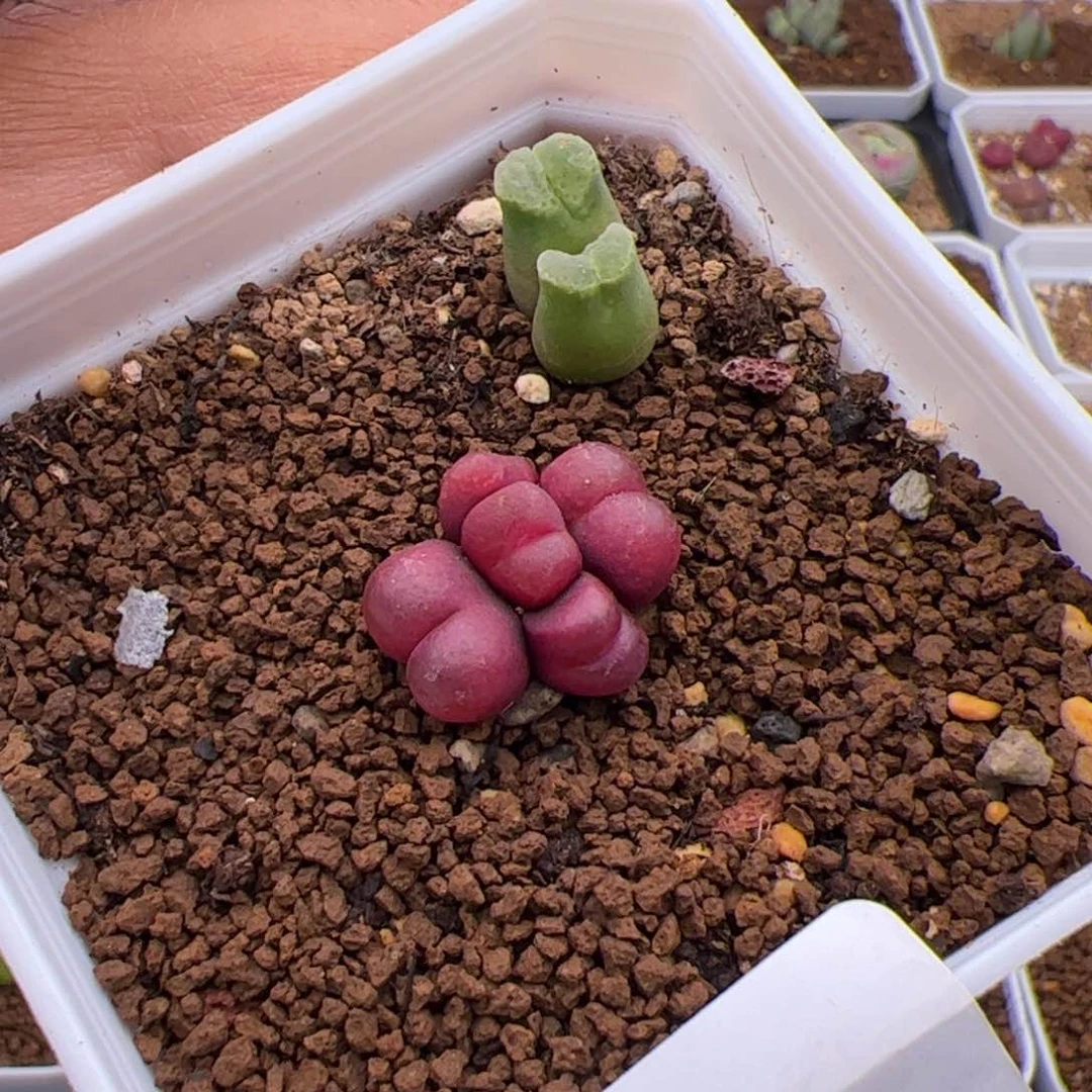 调***球5.26福利多肉植物67