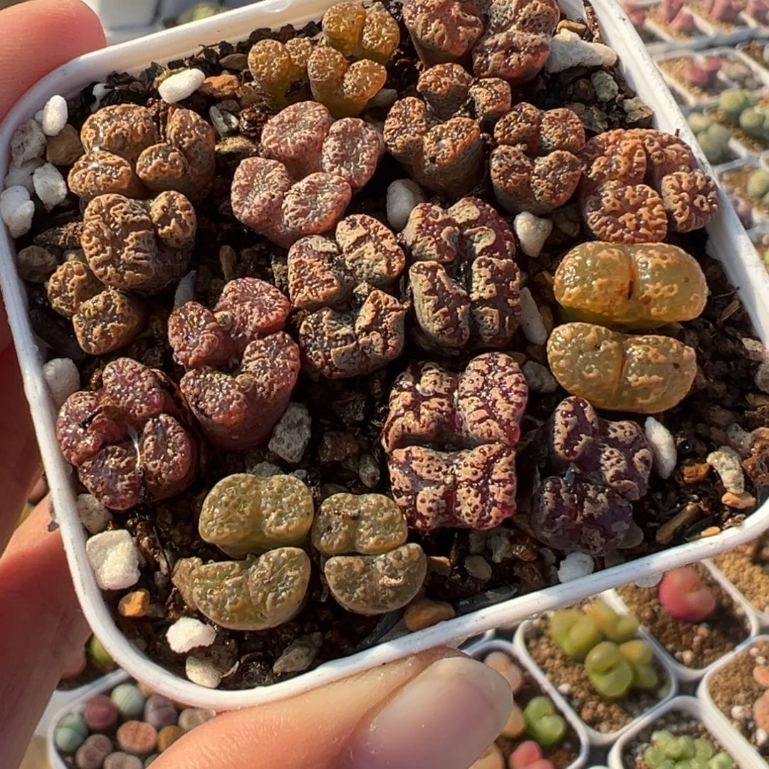 034多肉植物种类多样