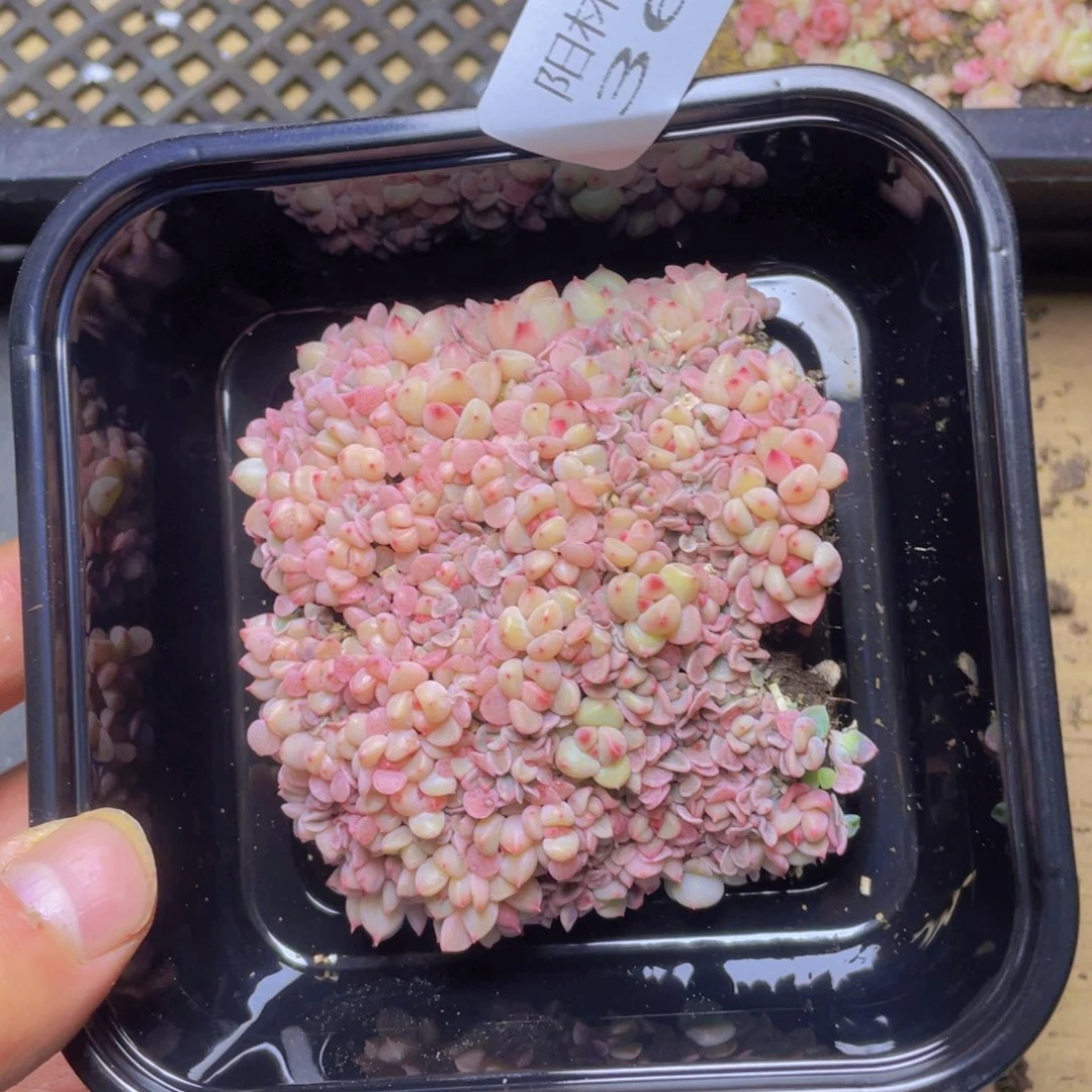 多肉植物多肉植物367