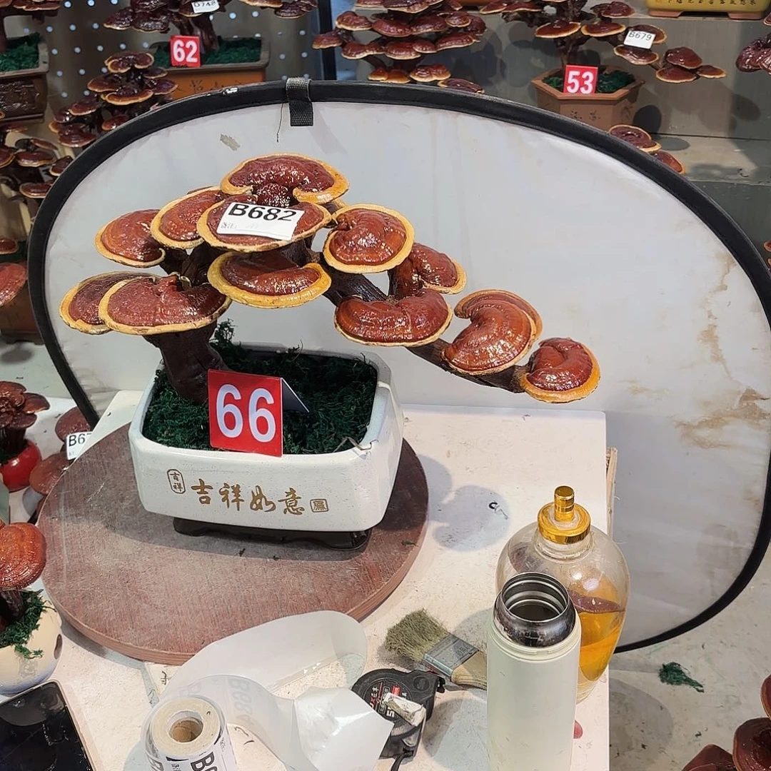 无花朵灵芝88888885555555555555