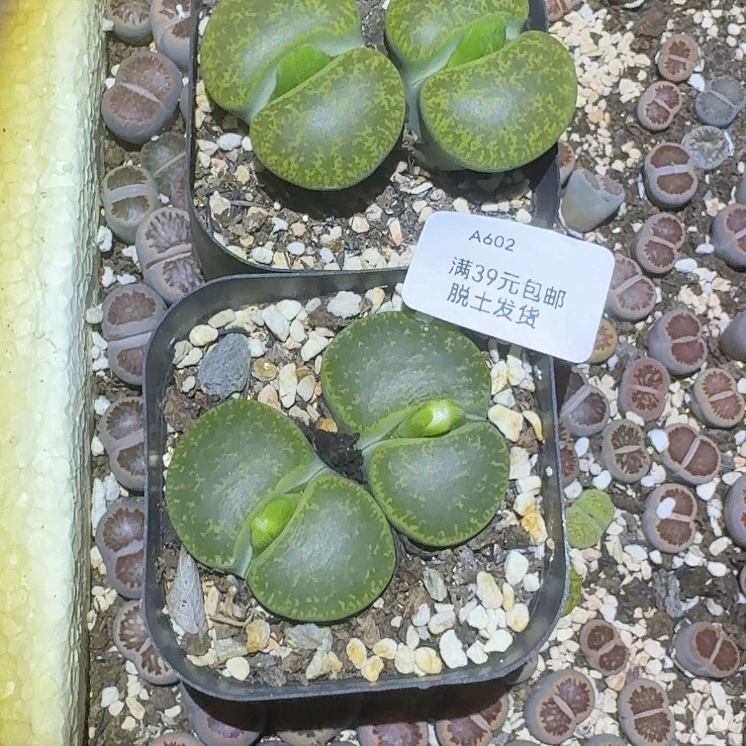 真****602多肉哈哈哈哈哈哈