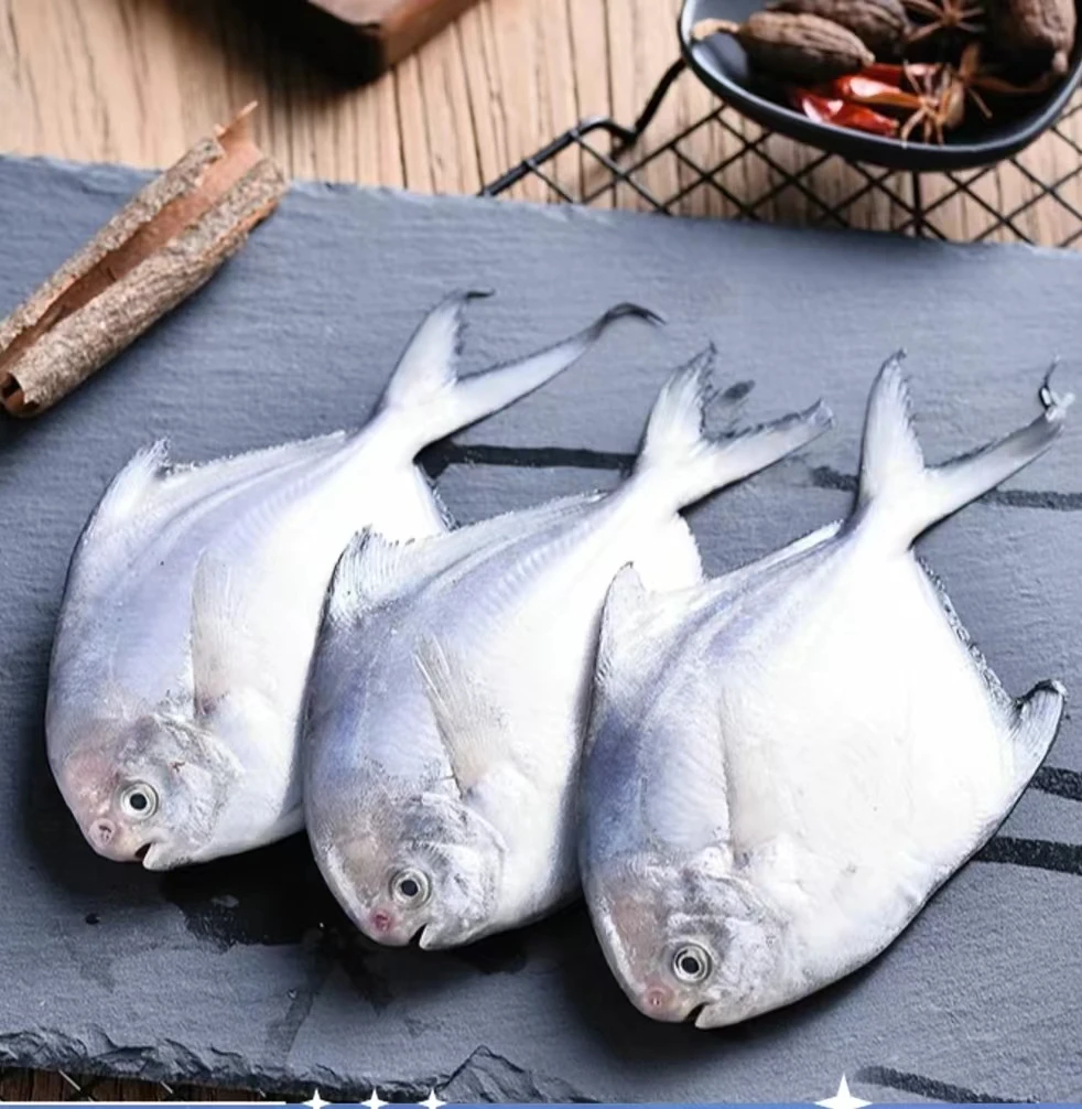【大号平子鱼】平鱼大号平子鱼野生海鱼新鲜肉厚