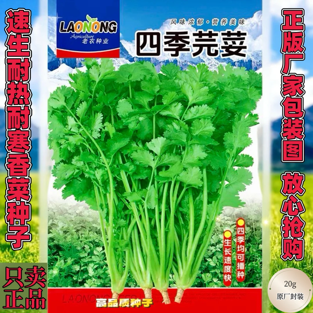 耐热香菜种籽高温夏季夏天种植的蔬菜种子四季籽种盆栽孑菜籽菜种