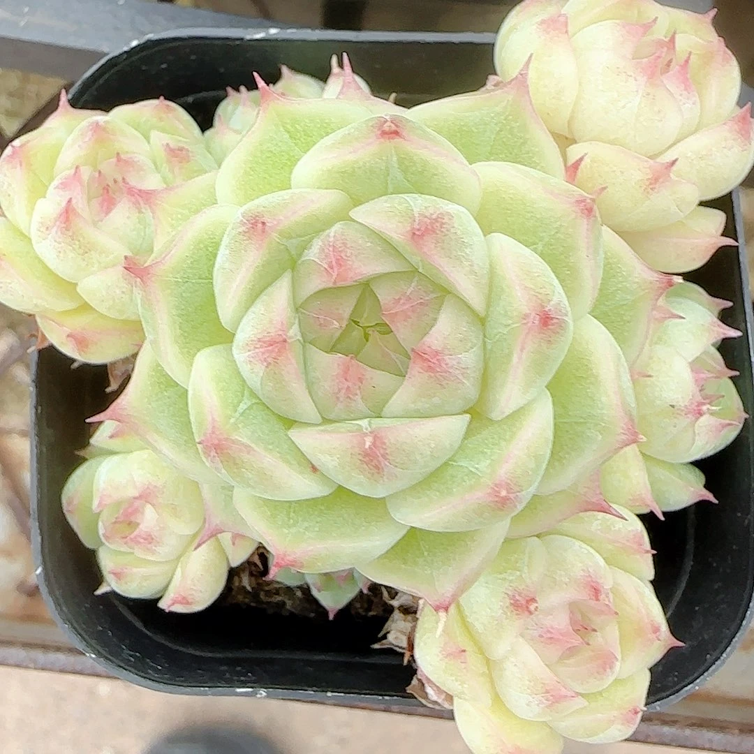 S***N【闪购商品】1006-68全散的